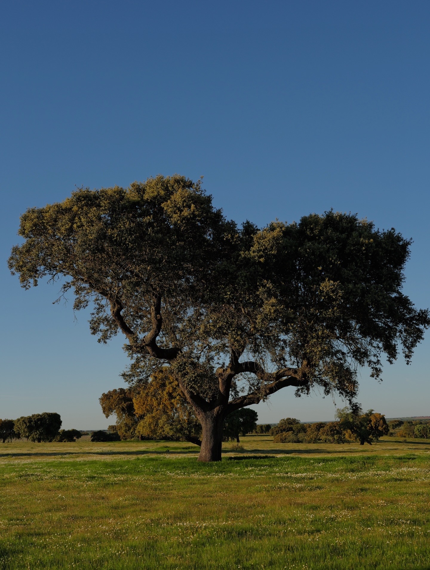 Lone oak tree in a Portuguese meadow at golden hour